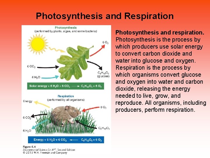 Photosynthesis and Respiration Photosynthesis and respiration. Photosynthesis is the process by which producers use