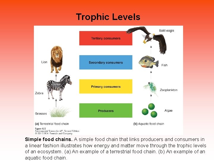 Trophic Levels Simple food chains. A simple food chain that links producers and consumers