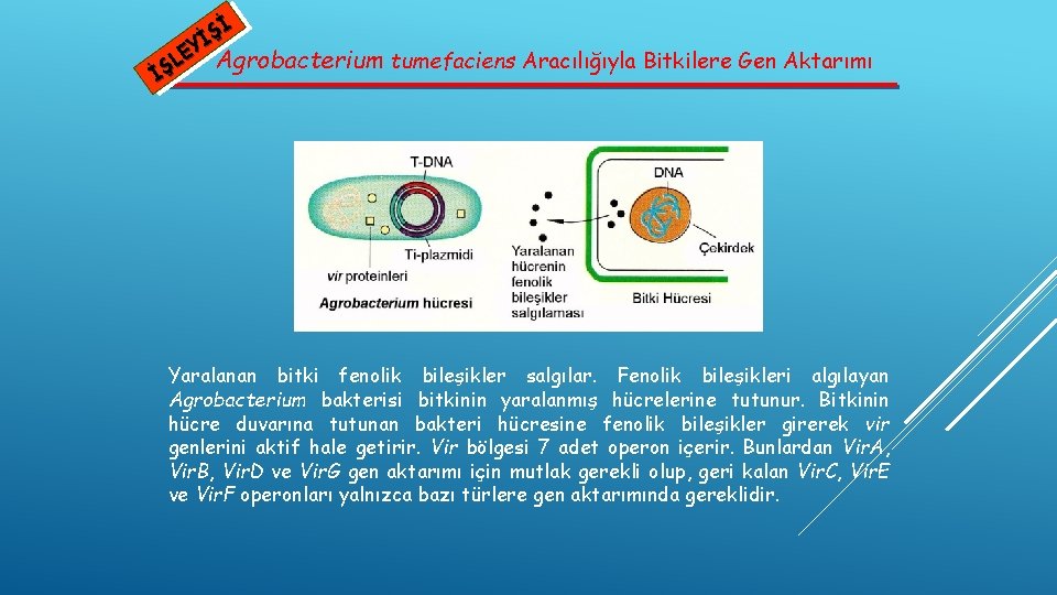 Şİ İ EY Agrobacterium tumefaciens Aracılığıyla Bitkilere Gen Aktarımı L İŞ Yaralanan bitki fenolik