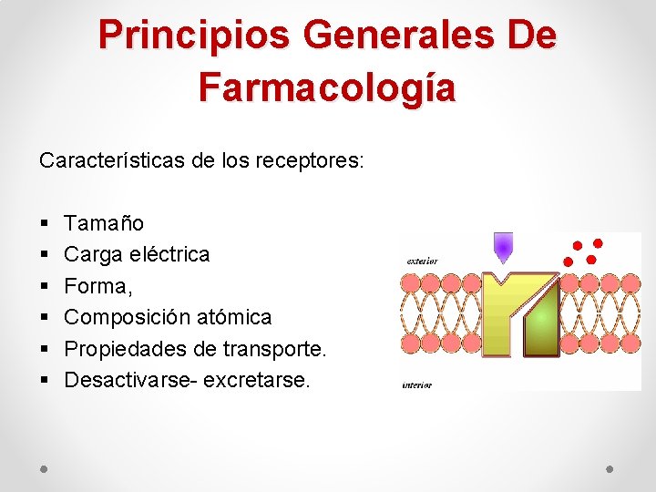 Principios Generales De Farmacología Características de los receptores: § § § Tamaño Carga eléctrica