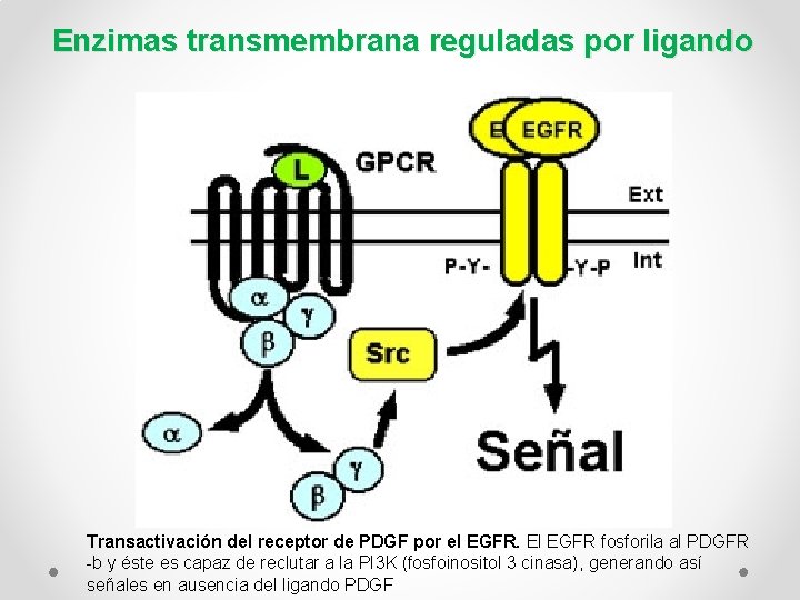 Enzimas transmembrana reguladas por ligando Transactivación del receptor de PDGF por el EGFR. El