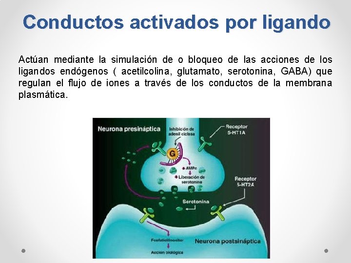 Conductos activados por ligando Actúan mediante la simulación de o bloqueo de las acciones