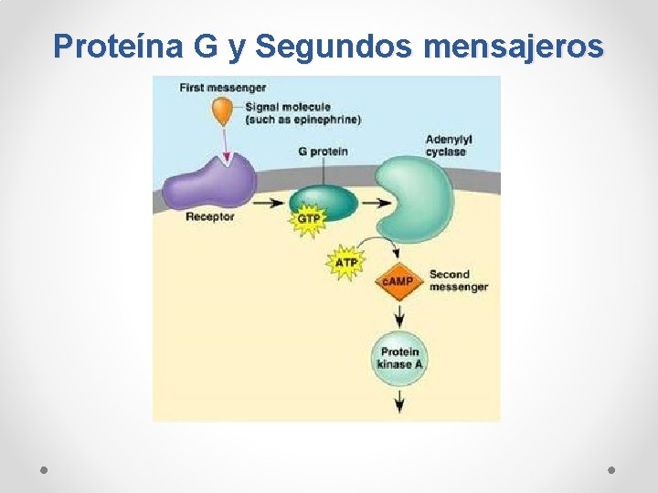 Proteína G y Segundos mensajeros 