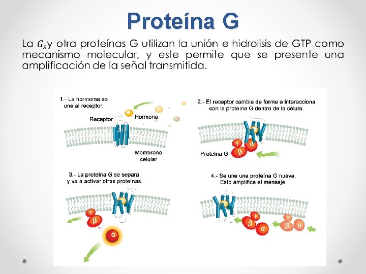 Proteína G • 