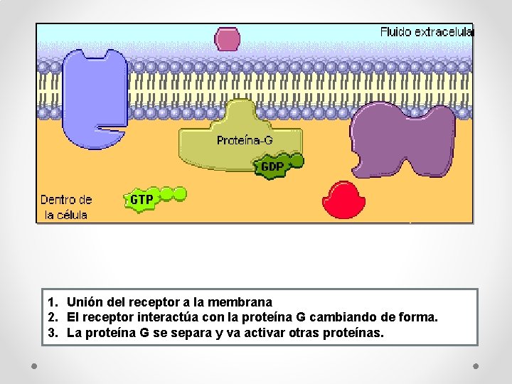 1. Unión del receptor a la membrana 2. El receptor interactúa con la proteína