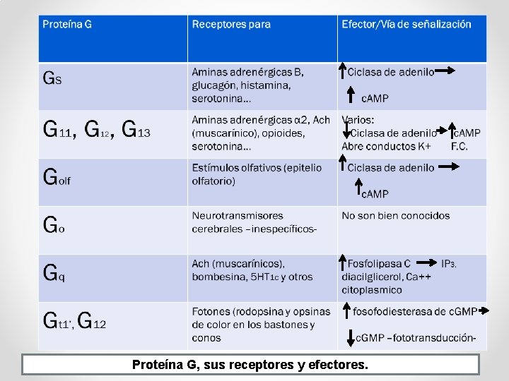 Proteína G, sus receptores y efectores. 