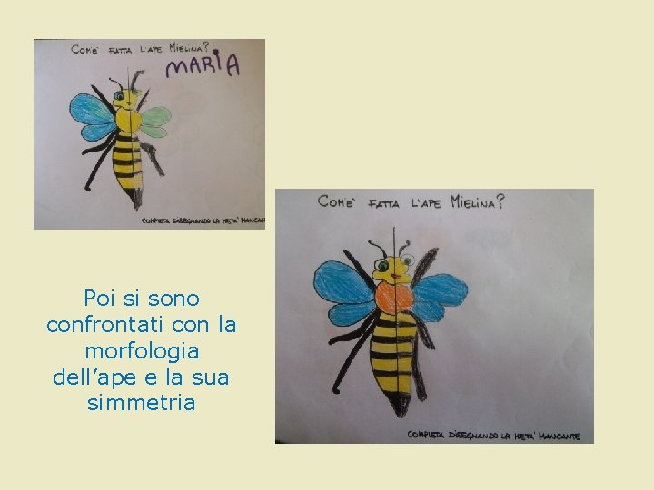 Poi si sono confrontati con la morfologia dell’ape e la sua simmetria Poi si sono confrontati con la morfologia dell’ape e la sua simmetria