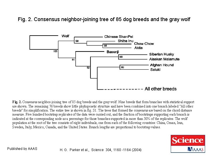 Fig. 2. Consensus neighbor-joining tree of 85 dog breeds and the gray wolf. Nine