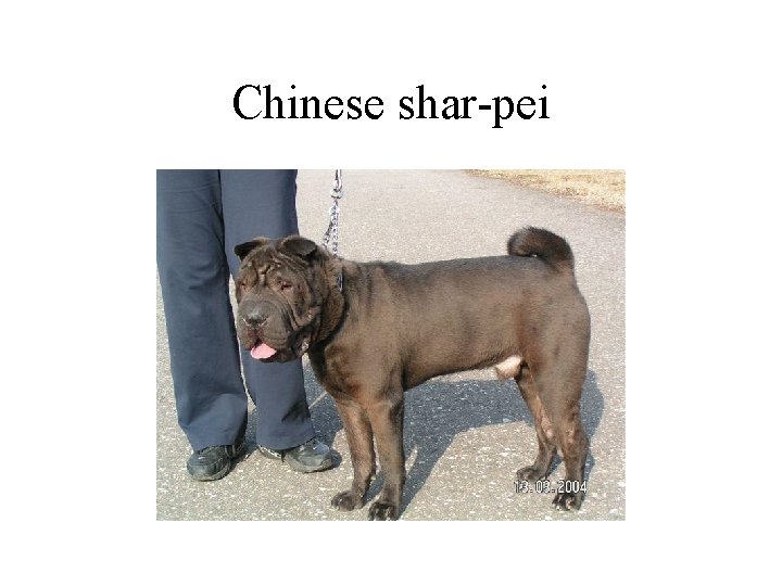 Chinese shar-pei Chinese shar-pei