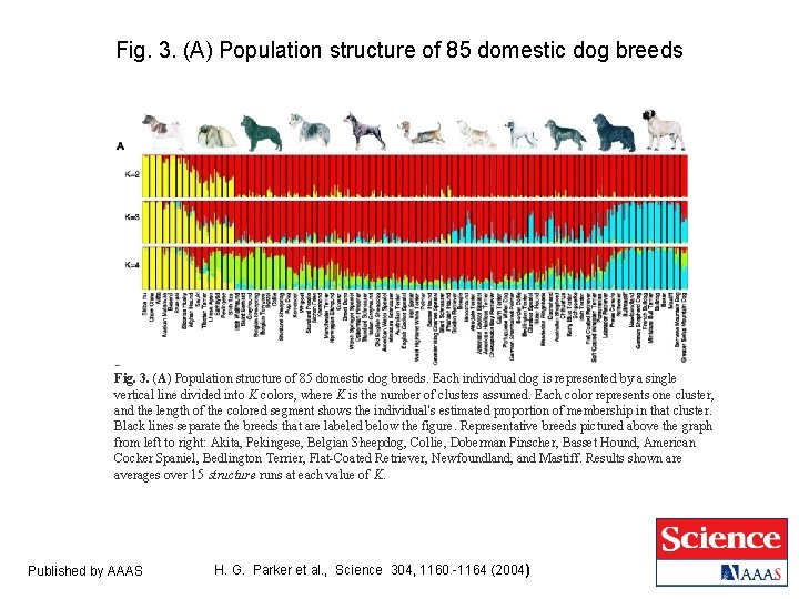 Fig. 3. (A) Population structure of 85 domestic dog breeds. Each individual dog is