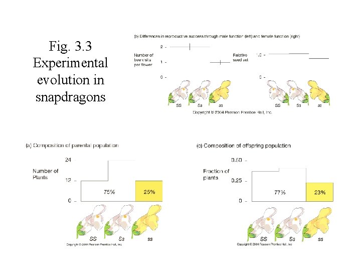 Fig. 3. 3 Experimental evolution in snapdragons Fig. 3. 3 Experimental evolution in snapdragons