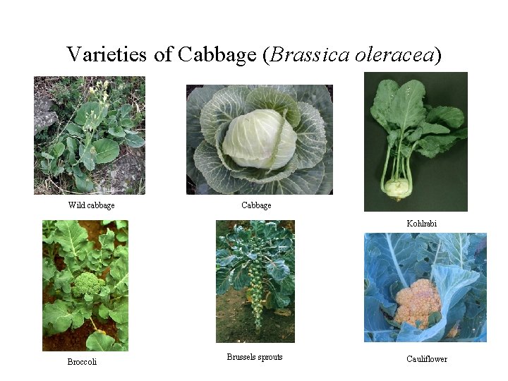 Varieties of Cabbage (Brassica oleracea) Wild cabbage Cabbage Kohlrabi Broccoli Brussels sprouts Cauliflower 