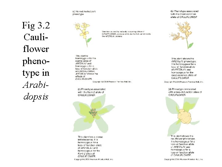 Fig 3. 2 Cauliflower phenotype in Arabidopsis 