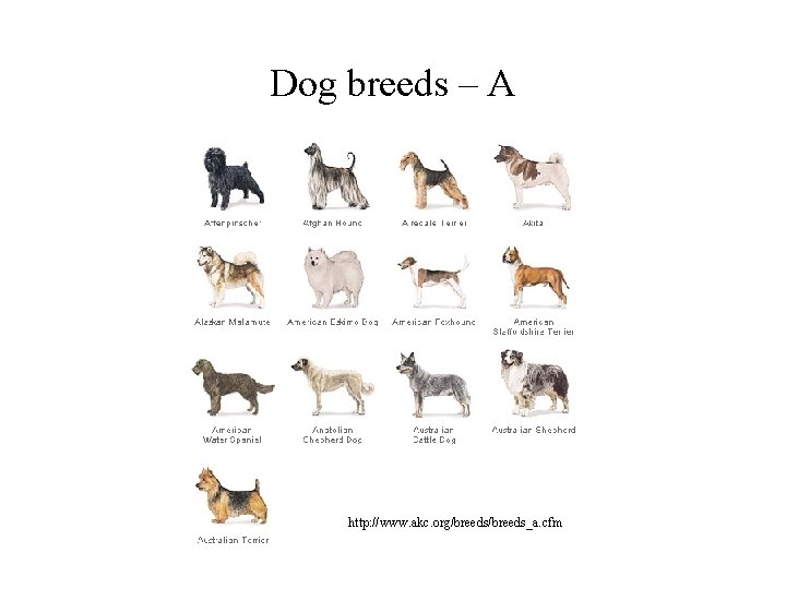 Dog breeds – A http: //www. akc. org/breeds_a. cfm 