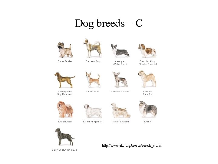 Dog breeds – C http: //www. akc. org/breeds_c. cfm 