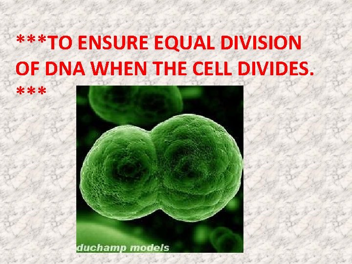 ***TO ENSURE EQUAL DIVISION OF DNA WHEN THE CELL DIVIDES. *** ***TO ENSURE EQUAL DIVISION OF DNA WHEN THE CELL DIVIDES. ***