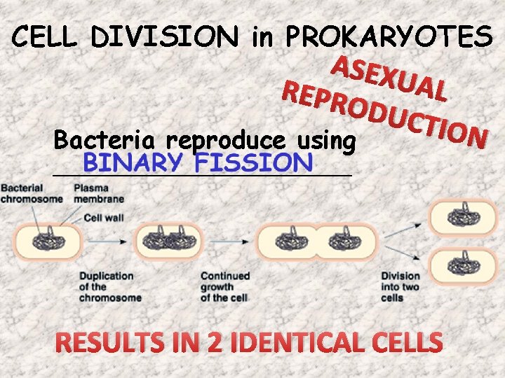 CELL DIVISION in PROKARYOTES ASEX U AL REPR ODUC T ION Bacteria reproduce using CELL DIVISION in PROKARYOTES ASEX U AL REPR ODUC T ION Bacteria reproduce using