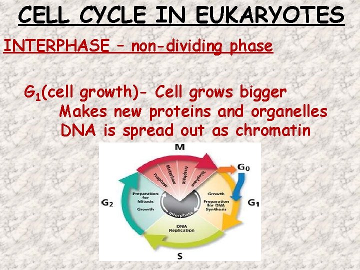 CELL CYCLE IN EUKARYOTES INTERPHASE – non-dividing phase G 1(cell growth)- Cell grows bigger CELL CYCLE IN EUKARYOTES INTERPHASE – non-dividing phase G 1(cell growth)- Cell grows bigger
