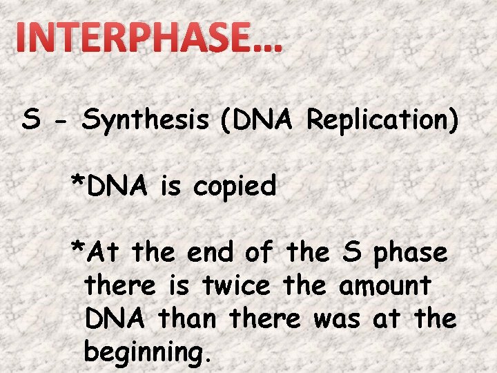INTERPHASE… S - Synthesis (DNA Replication) *DNA is copied *At the end of the INTERPHASE… S - Synthesis (DNA Replication) *DNA is copied *At the end of the