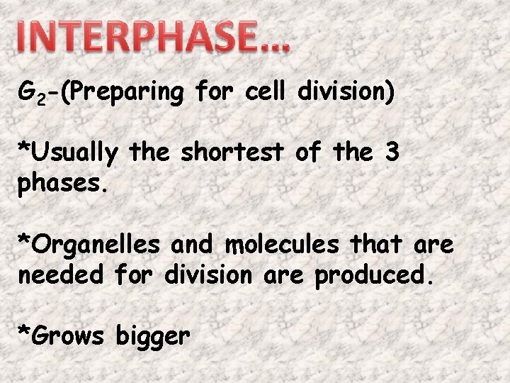 G 2 -(Preparing for cell division) *Usually the shortest of the 3 phases. *Organelles G 2 -(Preparing for cell division) *Usually the shortest of the 3 phases. *Organelles
