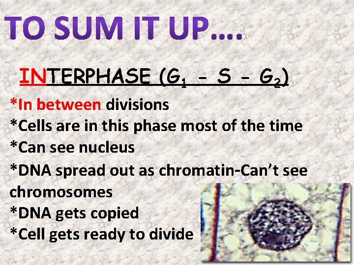 INTERPHASE (G 1 - S - G 2) *In between divisions *Cells are in INTERPHASE (G 1 - S - G 2) *In between divisions *Cells are in
