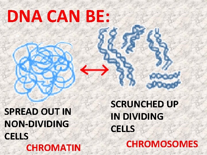 DNA CAN BE: SPREAD OUT IN NON-DIVIDING CELLS CHROMATIN SCRUNCHED UP IN DIVIDING CELLS DNA CAN BE: SPREAD OUT IN NON-DIVIDING CELLS CHROMATIN SCRUNCHED UP IN DIVIDING CELLS
