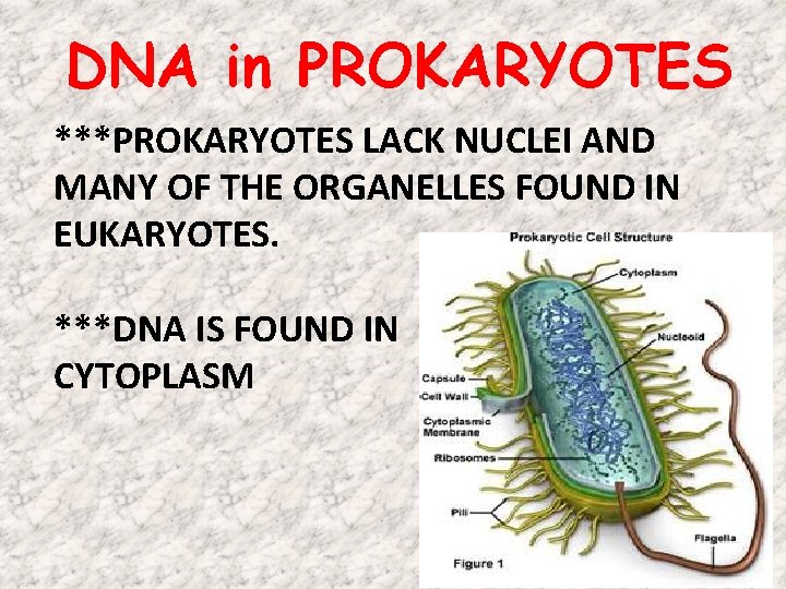 DNA in PROKARYOTES ***PROKARYOTES LACK NUCLEI AND MANY OF THE ORGANELLES FOUND IN EUKARYOTES. DNA in PROKARYOTES ***PROKARYOTES LACK NUCLEI AND MANY OF THE ORGANELLES FOUND IN EUKARYOTES.