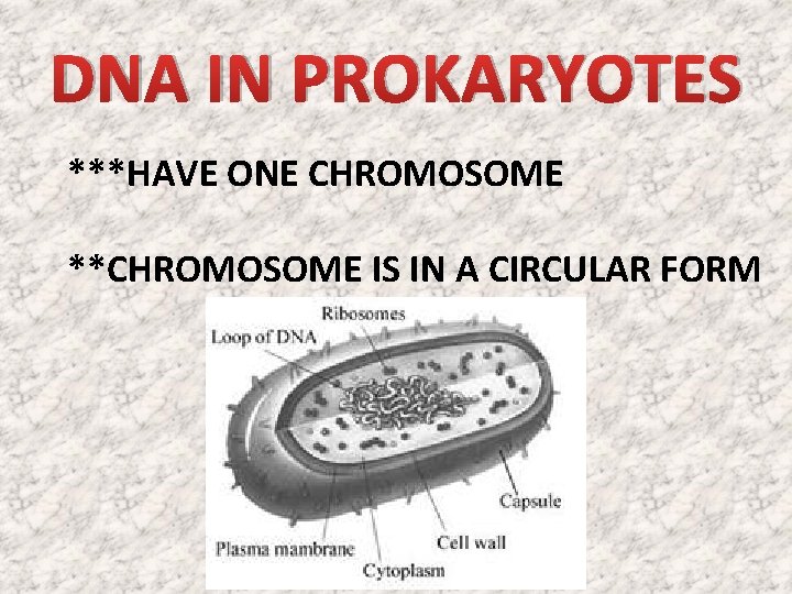DNA IN PROKARYOTES ***HAVE ONE CHROMOSOME **CHROMOSOME IS IN A CIRCULAR FORM DNA IN PROKARYOTES ***HAVE ONE CHROMOSOME **CHROMOSOME IS IN A CIRCULAR FORM