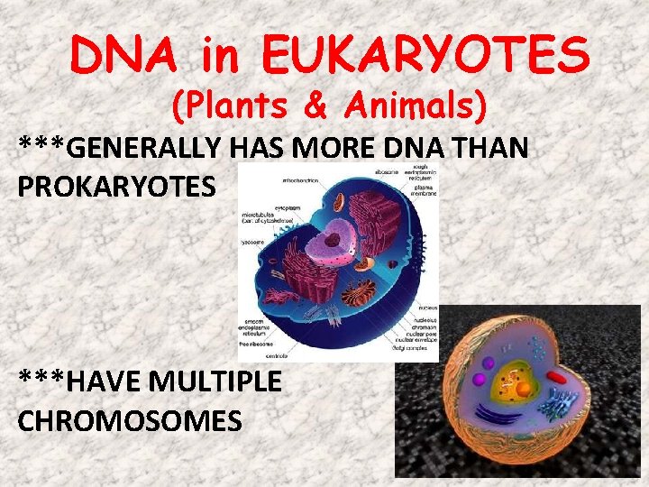DNA in EUKARYOTES (Plants & Animals) ***GENERALLY HAS MORE DNA THAN PROKARYOTES ***HAVE MULTIPLE DNA in EUKARYOTES (Plants & Animals) ***GENERALLY HAS MORE DNA THAN PROKARYOTES ***HAVE MULTIPLE