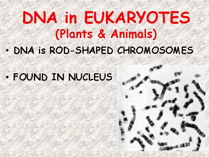 DNA in EUKARYOTES (Plants & Animals) • DNA is ROD-SHAPED CHROMOSOMES • FOUND IN DNA in EUKARYOTES (Plants & Animals) • DNA is ROD-SHAPED CHROMOSOMES • FOUND IN