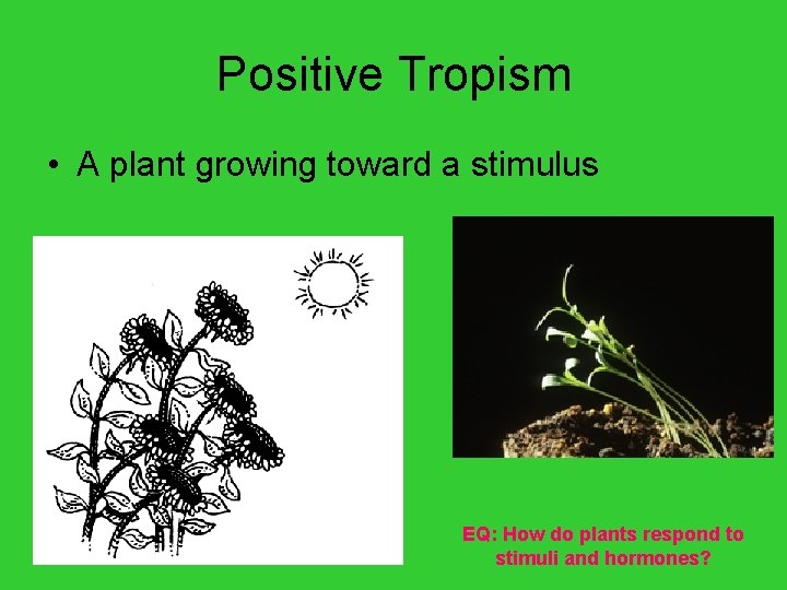 Positive Tropism • A plant growing toward a stimulus EQ: How do plants respond