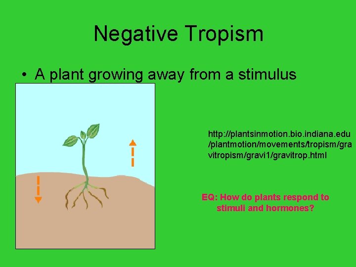Negative Tropism • A plant growing away from a stimulus http: //plantsinmotion. bio. indiana.