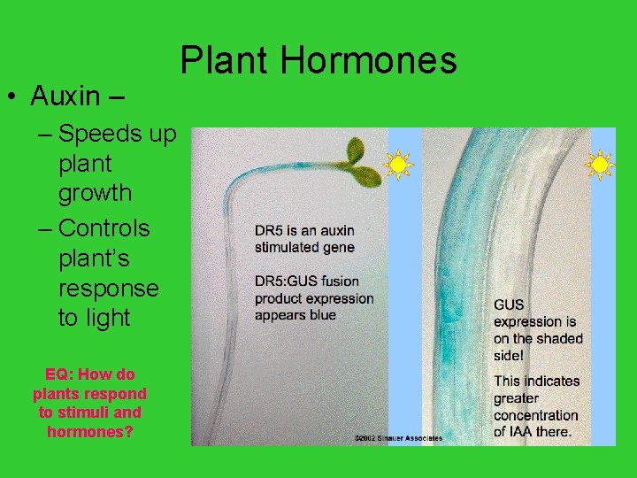  • Auxin – – Speeds up plant growth – Controls plant’s response to