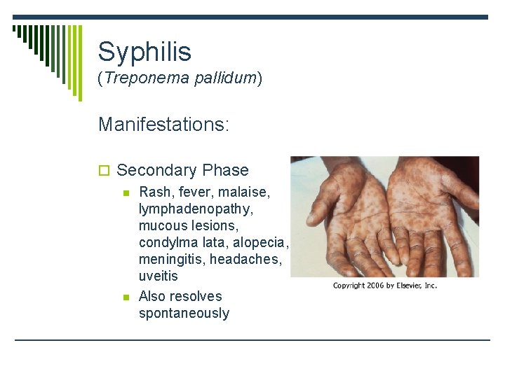Syphilis (Treponema pallidum) Manifestations: o Secondary Phase n Rash, fever, malaise, lymphadenopathy, mucous lesions,