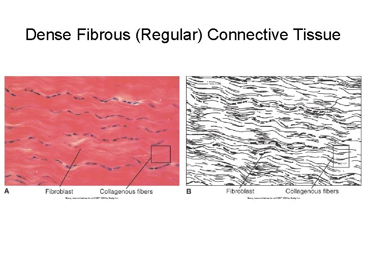 Dense Fibrous (Regular) Connective Tissue 