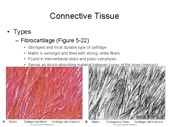 Connective Tissue • Types – Fibrocartilage (Figure 5 -22) • • Strongest and most