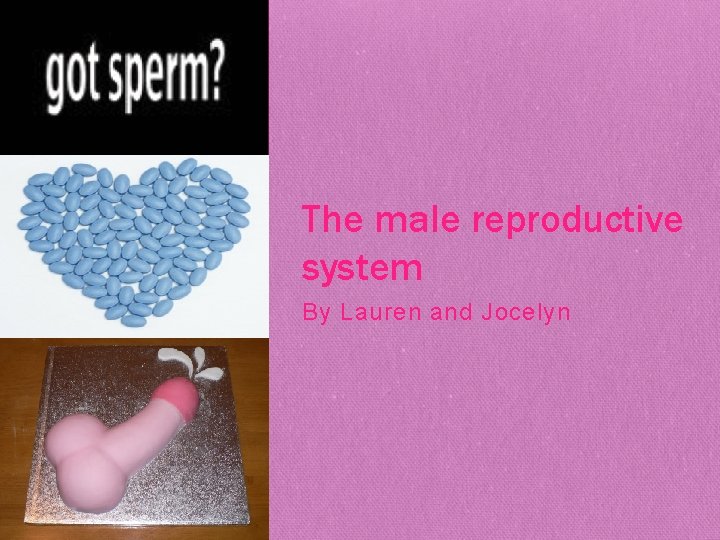The male reproductive system By Lauren and Jocelyn 