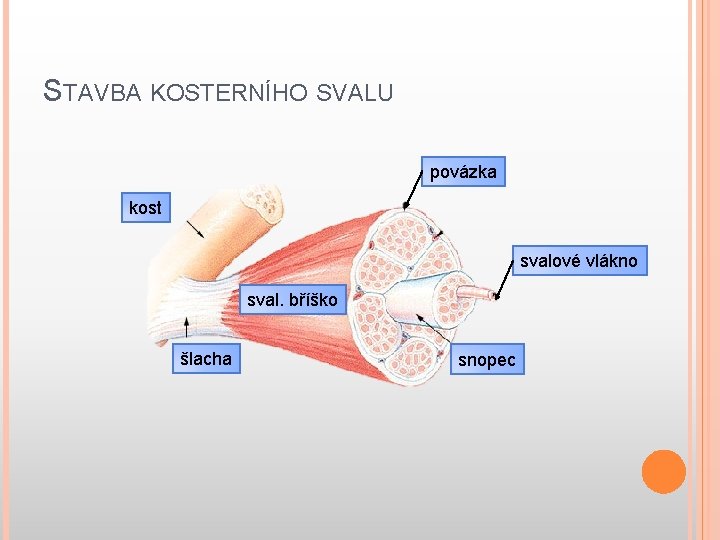 STAVBA KOSTERNÍHO SVALU povázka kost svalové vlákno sval. bříško šlacha snopec 