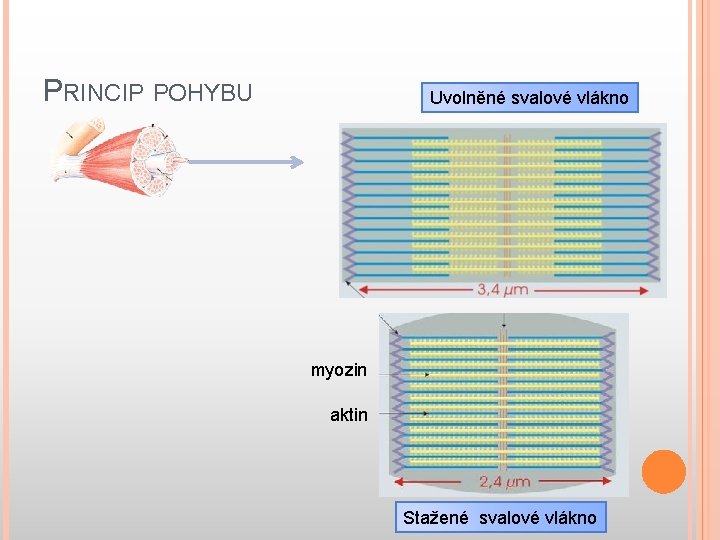 PRINCIP POHYBU Uvolněné svalové vlákno myozin aktin Stažené svalové vlákno 