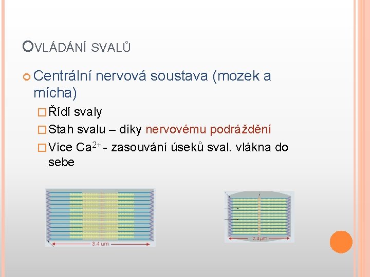 OVLÁDÁNÍ SVALŮ Centrální nervová soustava (mozek a mícha) � Řídí svaly � Stah svalu