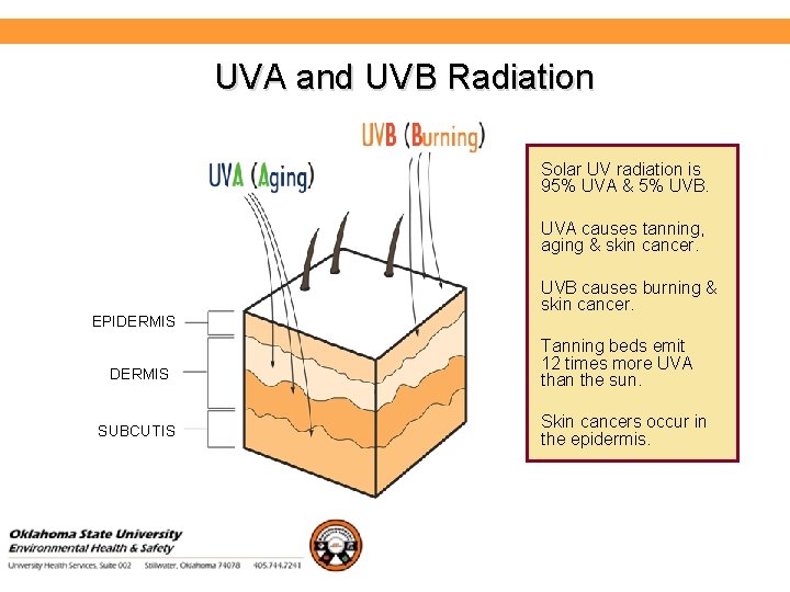 Environmental Health and Safety UVA and UVB Radiation Solar UV radiation is 95% UVA