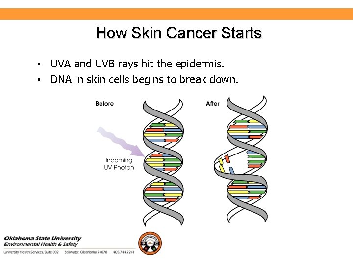 Environmental Health and Safety How Skin Cancer Starts • UVA and UVB rays hit