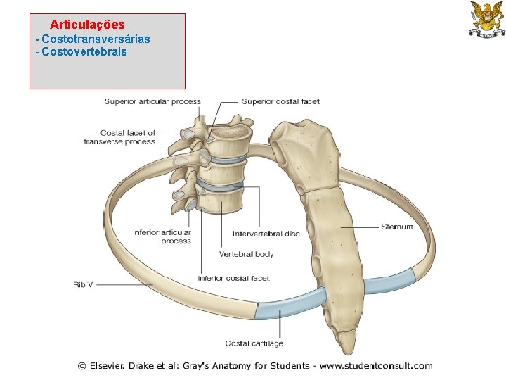 Articulações - Costotransversárias - Costovertebrais 