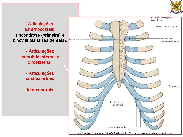 Articulações esternocostais: sincondrose (primeira) e sinovial plana (as demais). - Articulações manubrioesternal e xifoesternal