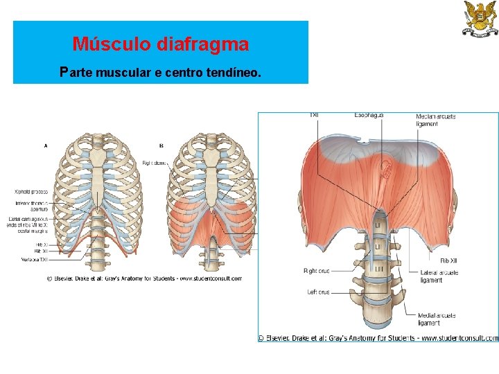 Músculo diafragma Parte muscular e centro tendíneo. 