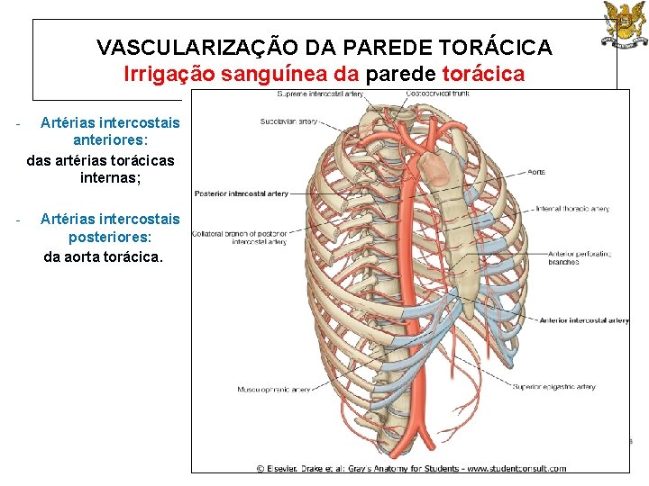 VASCULARIZAÇÃO DA PAREDE TORÁCICA Irrigação sanguínea da parede torácica - Artérias intercostais anteriores: das