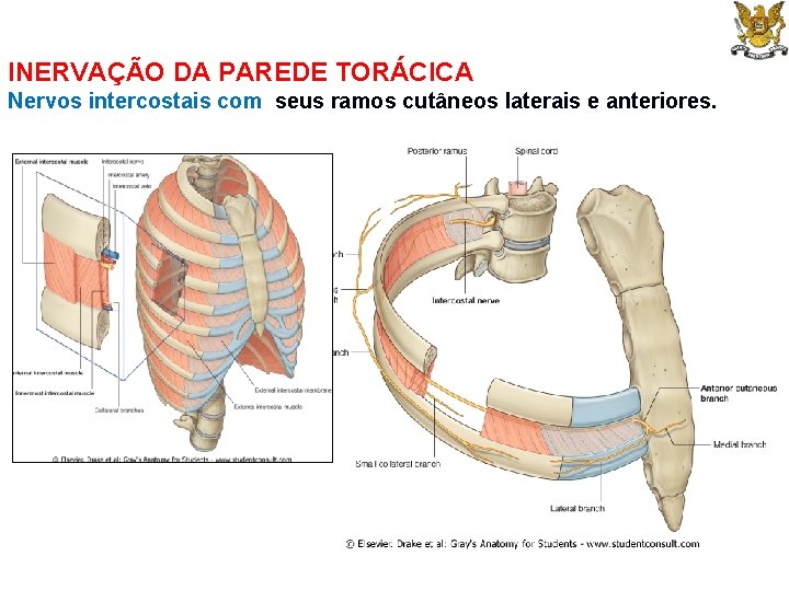 INERVAÇÃO DA PAREDE TORÁCICA Nervos intercostais com seus ramos cutâneos laterais e anteriores. 