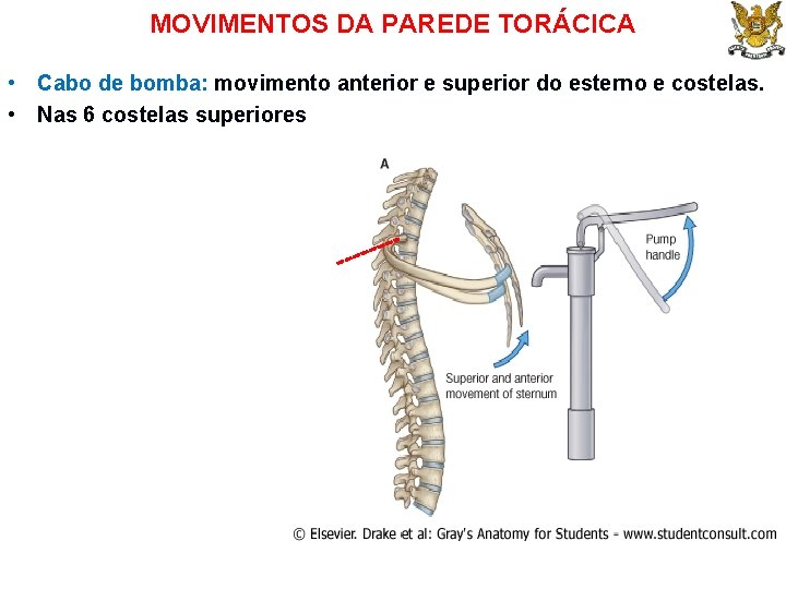 MOVIMENTOS DA PAREDE TORÁCICA • Cabo de bomba: movimento anterior e superior do esterno