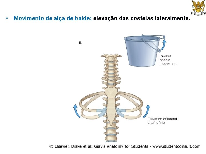  • Movimento de alça de balde: elevação das costelas lateralmente. 