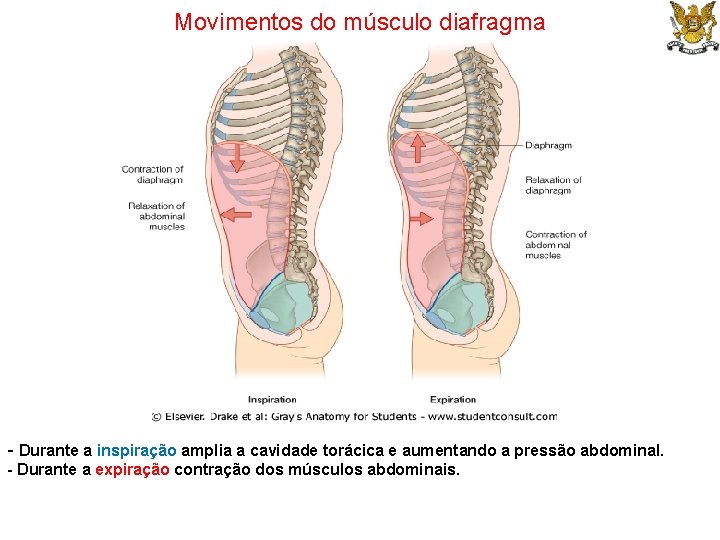 Movimentos do músculo diafragma - Durante a inspiração amplia a cavidade torácica e aumentando